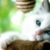 🐱 القطط والمستلزمات