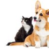 9.🐶 الحيوانات الأليفة