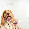 🦷 عناية بالأسنان الحيوانات