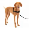 🐕 أطواق ومقاود