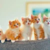 🐱 قطط للبيع